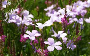 Linum hypericifolium Georgien