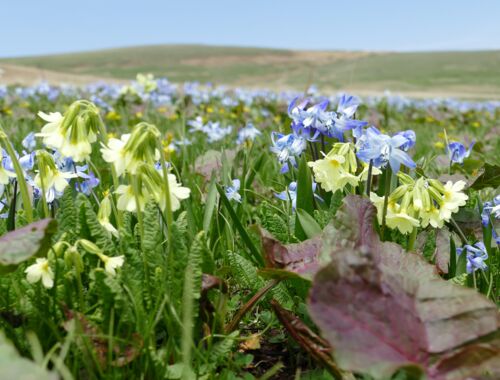 Primula elatior Georgien