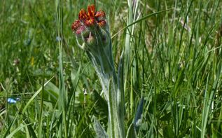 Tephroseris caucasigena Georgien
