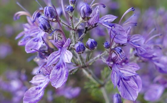 Natur Spezial Georgien - Teucrium orientalis Georgien