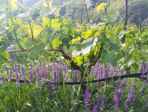 Weingut Ateni