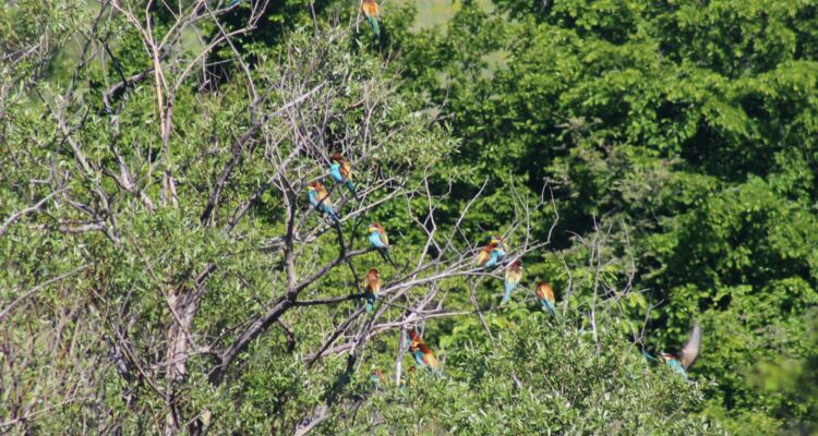 Bienenfresser Ornithologische Reise Georgien