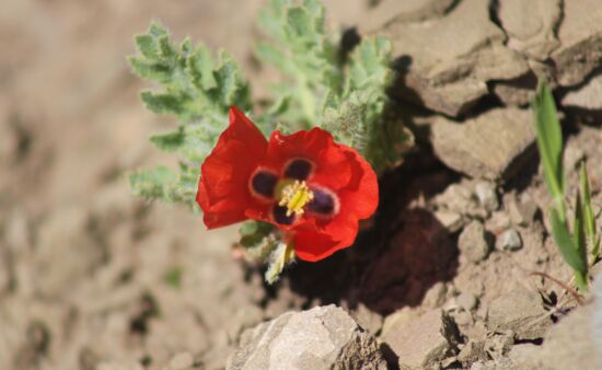 Flora in Georgien