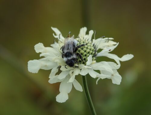 Flora in Swanetien