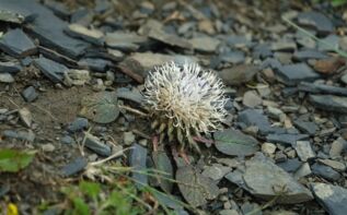 Moschus-Jurinelle lat. Jurinella moschus