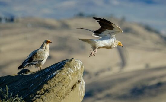 Natur Spezial Georgien - Vogelbeobachtung Georgien Schmutzgeier