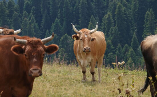 Wanderreisen Georgien - Kühe bei Mestia