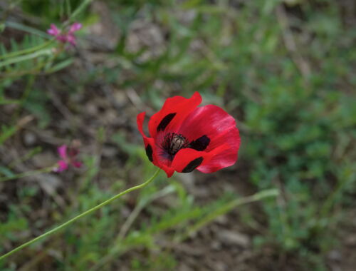 Flora in Tbilissi