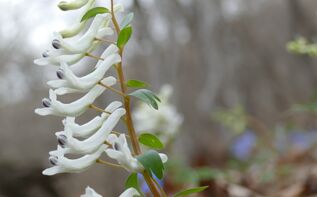 Corydalis angustifolia