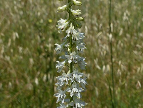 Delphinium ochroleucum Georgien