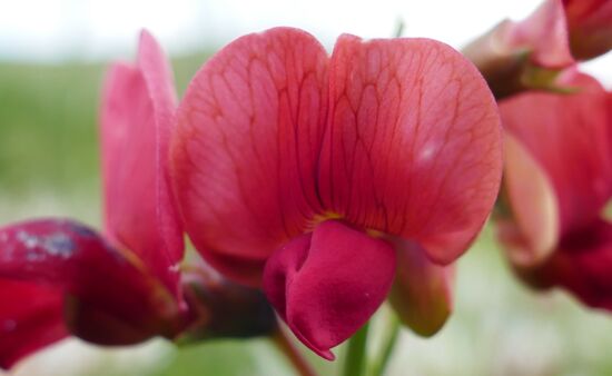 Natur Spezial Georgien - Lathyrus miniatus Georgien