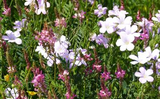 Linum hypericifolium Georgien