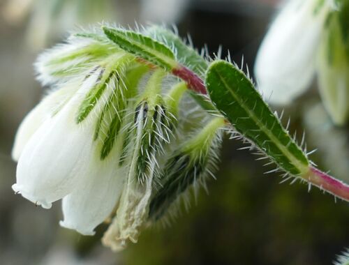 Onosma tenuiflora Georgien