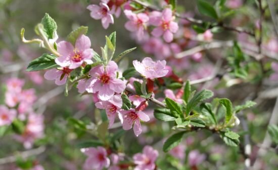 Natur Spezial Georgien - Prunus incana Georgien
