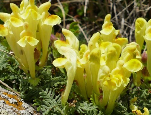 Scutillaria orientalis Georgien