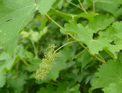 Vitis vinifera Georgien