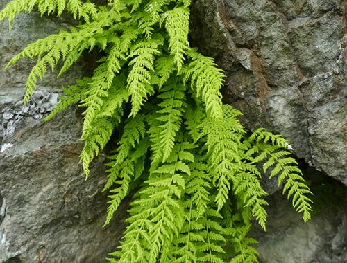 Woodsia caucasica Georgien
