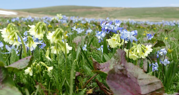 Primula elatior, Flora Georgien