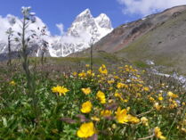 Berg Uschba in Swanetien