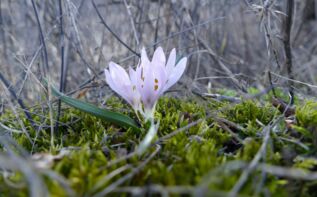 Colchicum trigynum