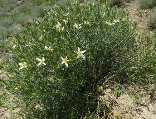 Peganum harmala Georgien