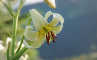 Flora in Adscharien - Kaukasus Lilie