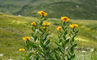 Flora in Swanetien