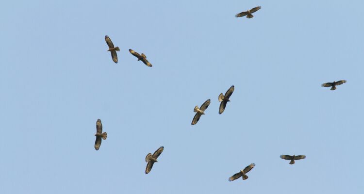 Greifvogelschwarm in Batumi