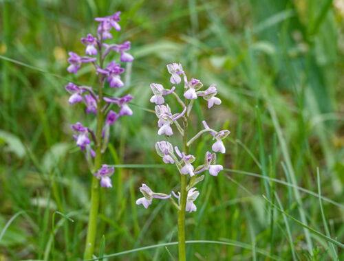 Orchideen in Georgien