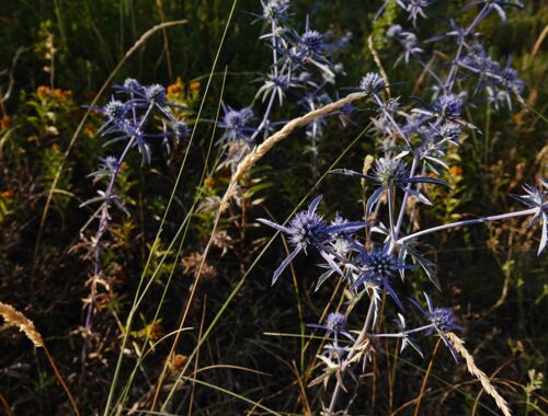 Flora in Georgien