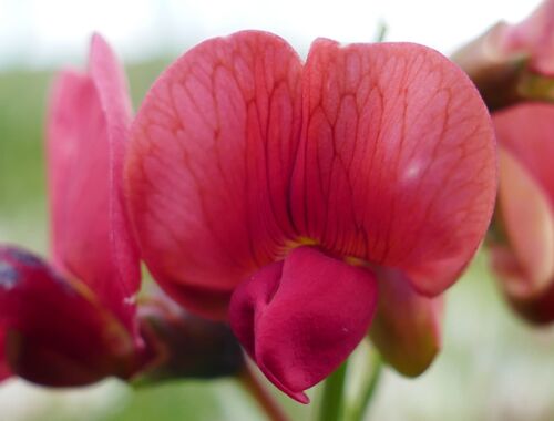 Lathyrus miniatus Georgien