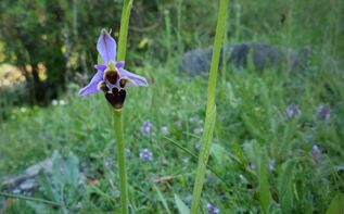 Ophrys abchasica Georgien