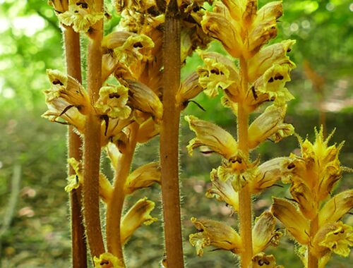 Orobanche laxissimia auf Carpinus Georgien