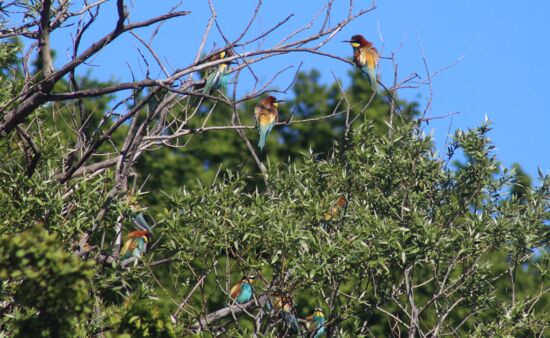 Bienenfresser, lat. Merops apiaster