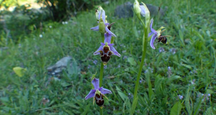 Ophrys abchasica, Flora Georgien