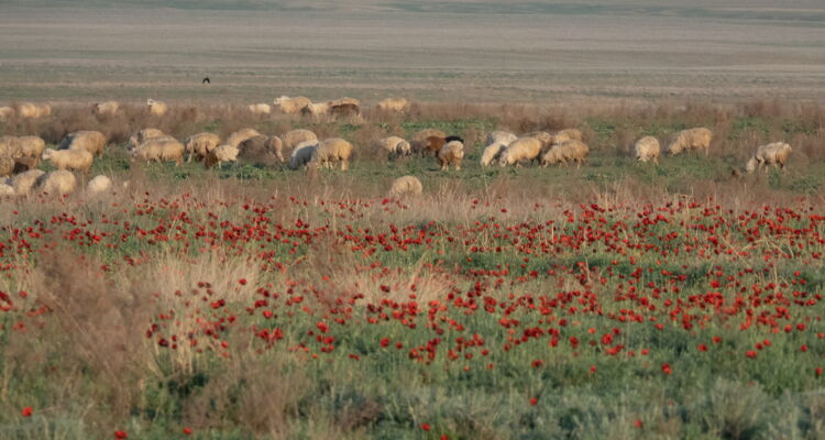 Schafe und Mohn in Ostgeorgien