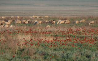 Schafe und Mohn in der Schiraki Ebene