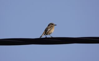 Schwarzkehlchen Weibchen Georgien