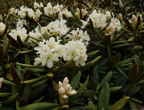 Kaukasus Alpenrose
