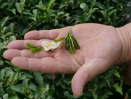 Teeblüte Georgien