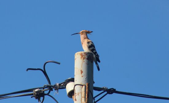 Natur Spezial Georgien - Ornithologische Reise Georgien